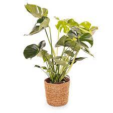 planten kopen
