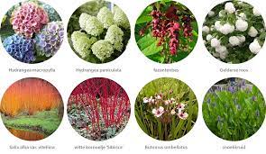 planten tuin