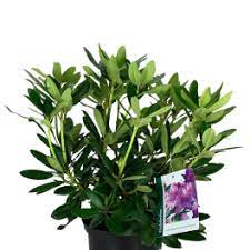 tuinplanten