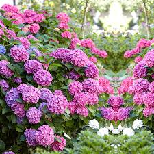 tuinplanten kopen online