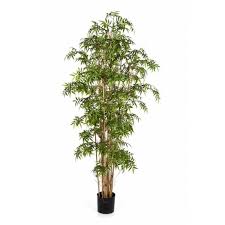 bamboe plant