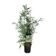 bamboe plant binnen