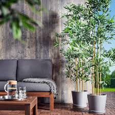 bamboe plant buiten
