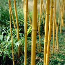 bamboe planten
