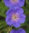 bodembedekkers tuin