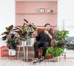 online kamerplanten kopen