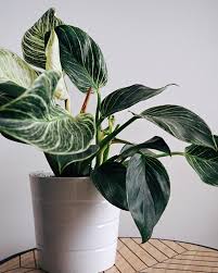 online planten kopen