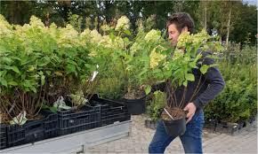 online tuinplanten kopen