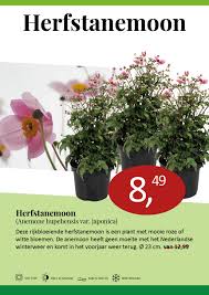 planten aanbieding