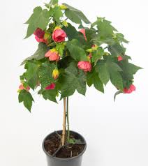 planten in pot buiten