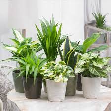 planten kopen online