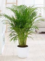planten online bestellen