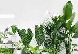 planten online kopen