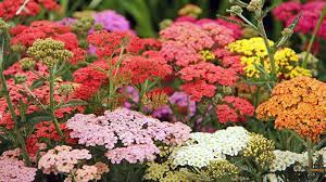 planten voor in de tuin
