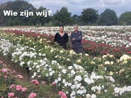 rozen planten kopen