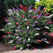 tuin planten