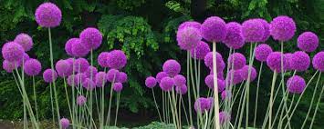 tuinplant