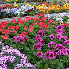 tuinplanten kopen