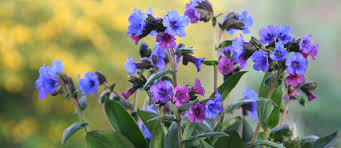 tuinplanten online