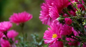 tuinplanten online bestellen