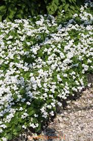 vaste plant met witte bloemen