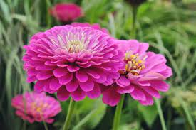 vaste planten