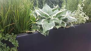 vaste planten voor plantenbakken buiten