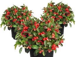 winterharde groenblijvende planten