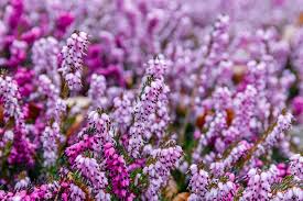 winterharde planten