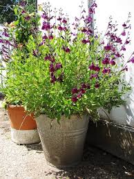 winterharde planten in pot