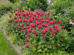 winterharde planten zomerbloeiers
