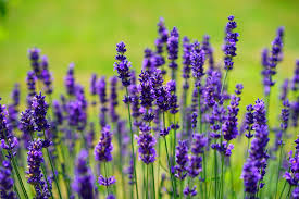 winterharde tuinplanten