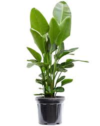 kamerplanten online bestellen