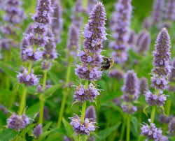 meerjarige planten