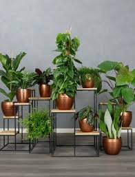 online planten