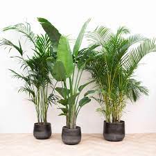 online planten bestellen