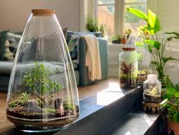 planten in glazen pot