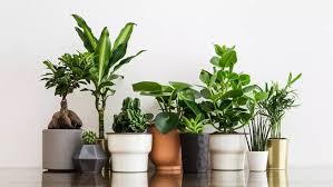 planten in pot