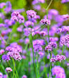 vaste planten in pot