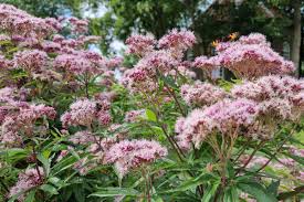 vaste planten soorten