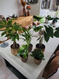 123 planten