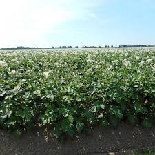 aardappel planten