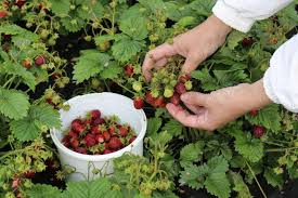 aardbeien planten
