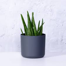 aloë vera plant