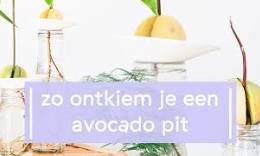 avocado planten