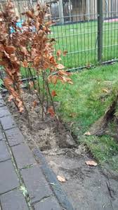 beukenhaag planten