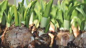 bloembollen planten