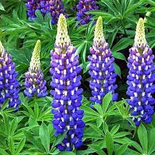 bloemen en planten