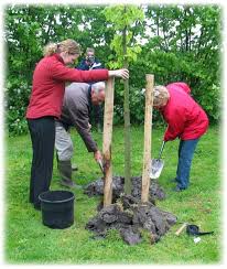 bomen planten