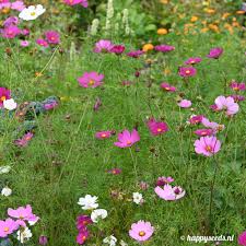 cosmea plant